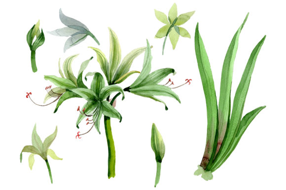 Amarilis Watercolor Illustrations Review