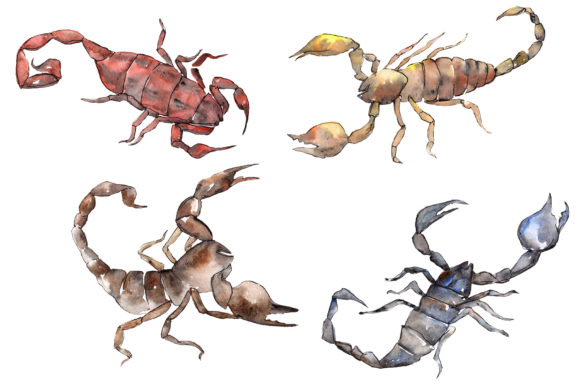 Animal Scorpion Watercolor Illustrations Review