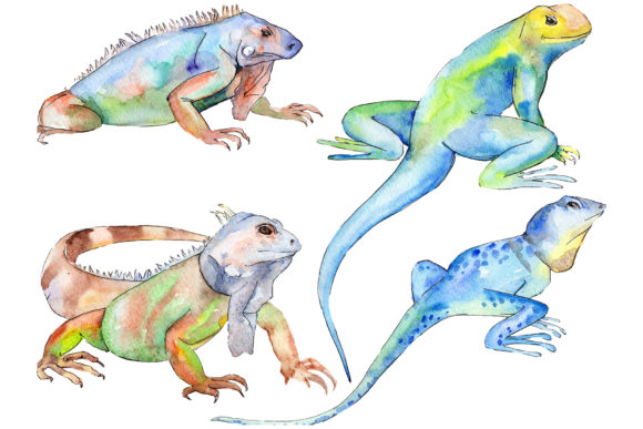 Animal World Iguana Watercolor Illustrations Review