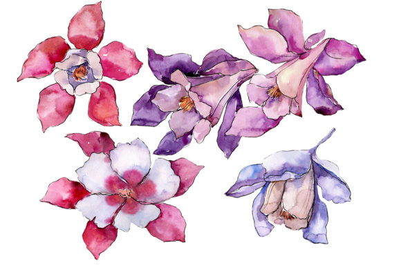 Aquilegia Red Flower Watercolor & Illustrations