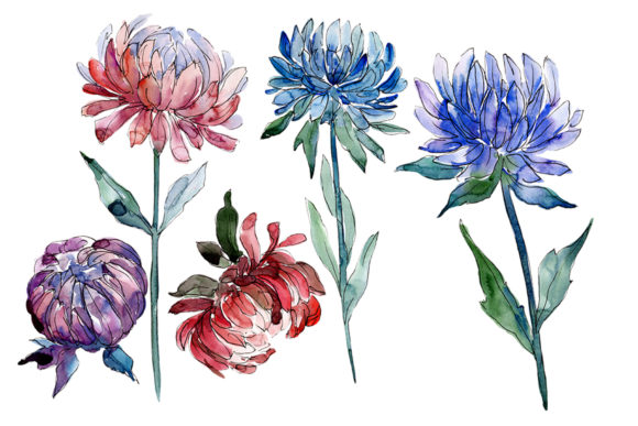 Aster Flowers Strength of Feelings Watercolor Illustrations