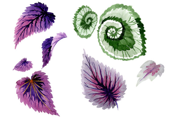 Begonia Leaves Watercolor: A Designer Review