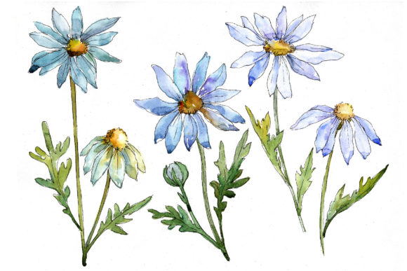 Blue Daisy Watercolor Flower Set Illustrations