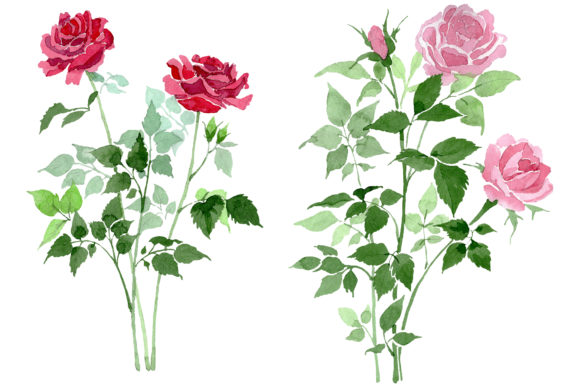 Bush of Roses Pink and Red Watercolor Illustrations