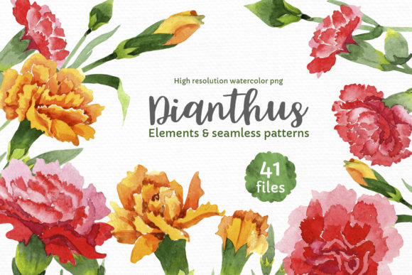 Carnation Red Flowers Illustration Watercolor