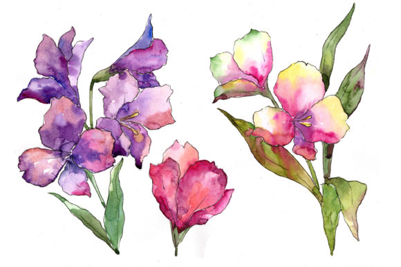 Colorful Alstroemeria Watercolor Set Illustrations