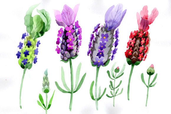 Colorful Summer Lavender Watercolor Set Illustrations