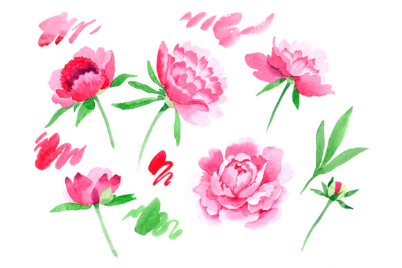 Crimson Peonies Watercolor Set & Illustrations