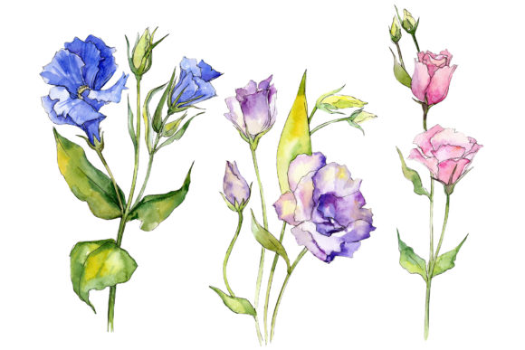 Delicate Eustoma Flower Watercolor Set & Illustrations