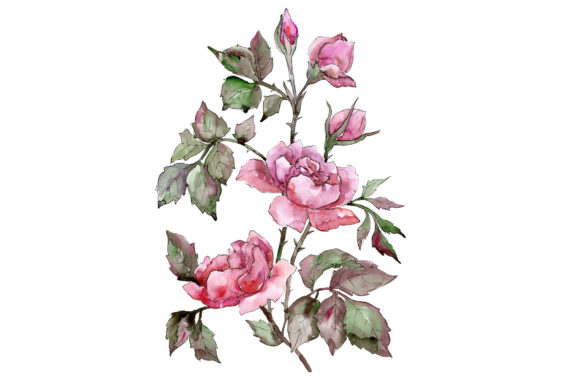 Elegant Pink Rose Watercolor Illustrations
