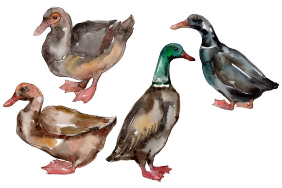 Farm Animals Ducks Watercolor Illustrations