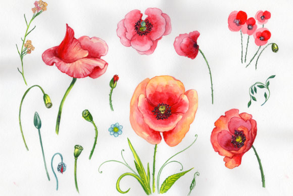 Field Red Poppies Watercolor Set & Illustrations