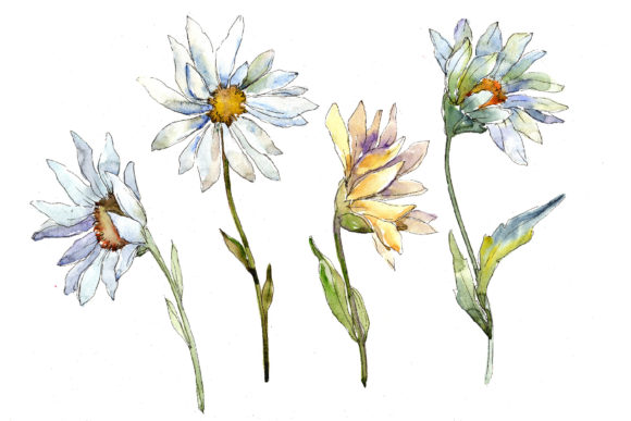 Fine White Daisy Watercolor Flower Set