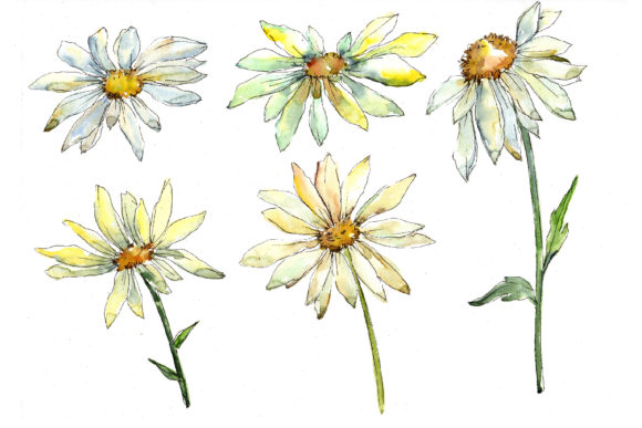 Fine Wildflower Daisy Watercolor Set & Illustrations