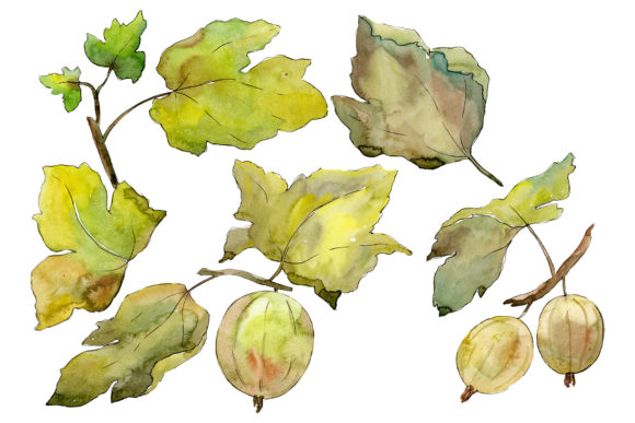 Gooseberry Plain Watercolor Illustrations Review