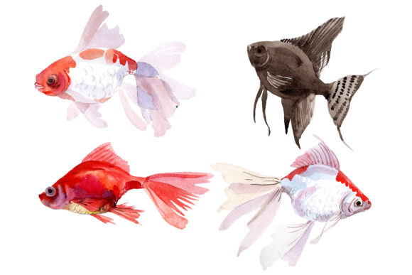 Magic Gold Fish Watercolor Illustrations Review
