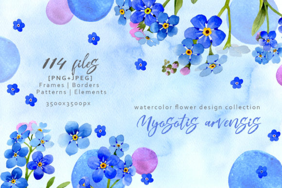 Myosotis Arvensis Watercolor Set & Illustrations