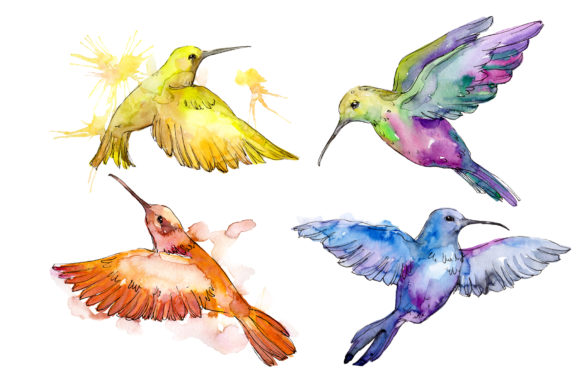 Nature World Bird Hummingbird Watercolor Illustrations