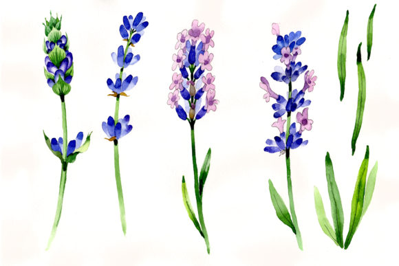 Nice Flower Purple Lavender PNG Watercolor Set Review