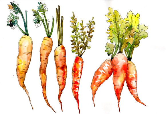 Orange Carrot Vegetables Watercolor Set Illustrations