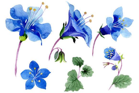 Phacelia Bellflower Blue Flower Watercolor Illustrations
