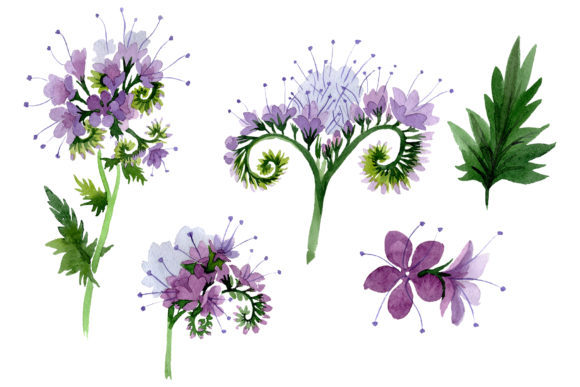 Phacelia Watercolor: Soft Illustrations for Crafting