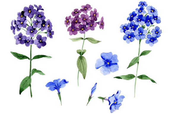 Phlox Blue Watercolor: Editorial Illustrations