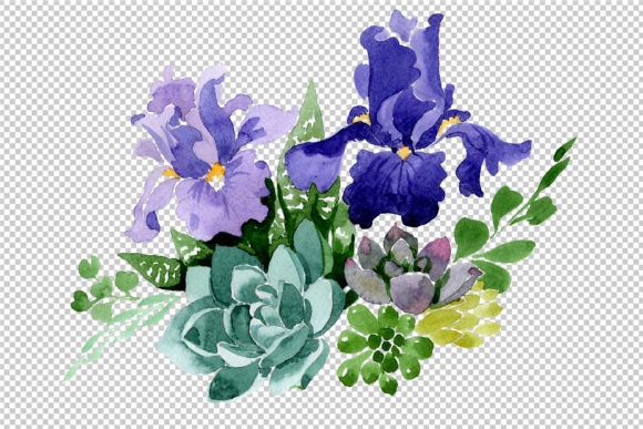 Purple Iris Watercolor Illustrations Review