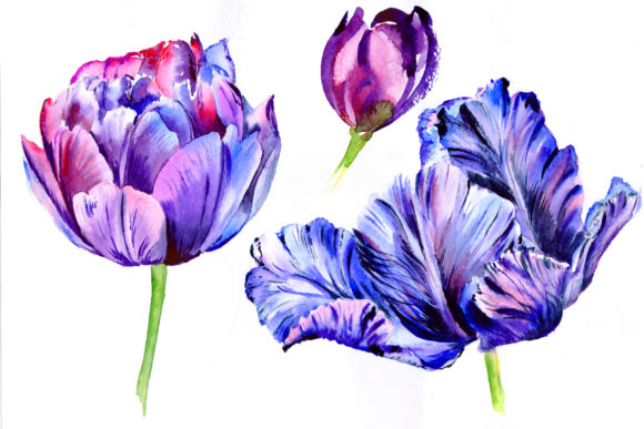 Purple Tulip Watercolor Flowers: A Designer Review