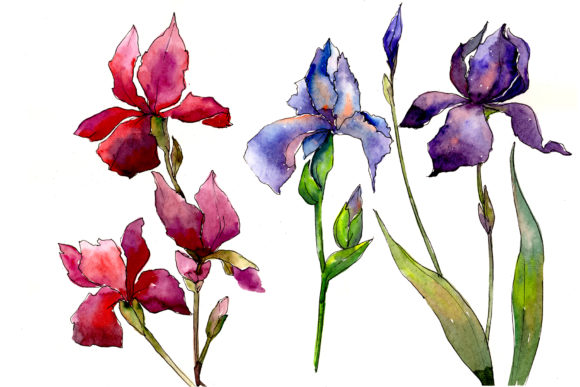 Red and Purple Irises Watercolor Illustrations