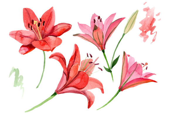 Red Lily Flower Watercolor & Illustrations