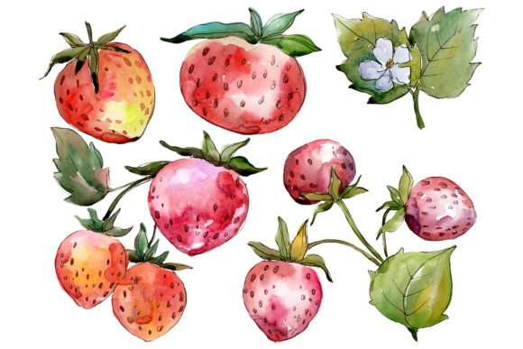 Strawberry Queen Elizabeth Watercolor Illustrations