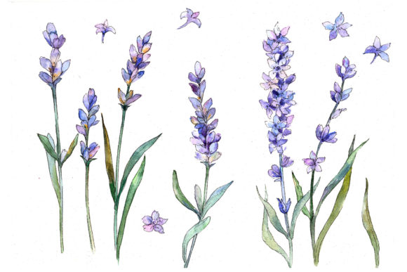 Sweet Purple Lavender Flower Watercolor Set & Illustrations