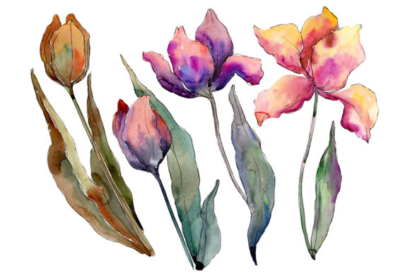 Tulip Perfection Watercolor Illustrations