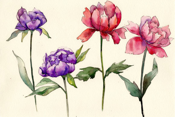 Two Colors Peonies Watercolor Set Illustrations