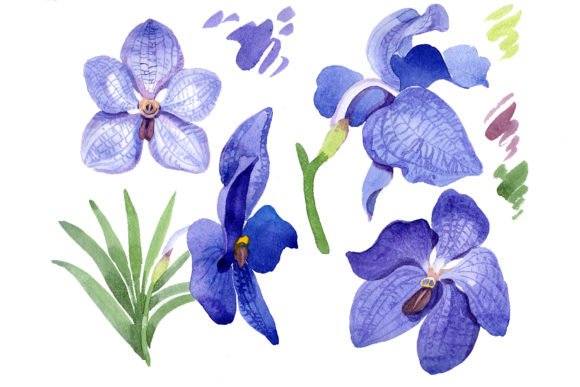 Vanda Blue Magic Watercolor Flower Set Review