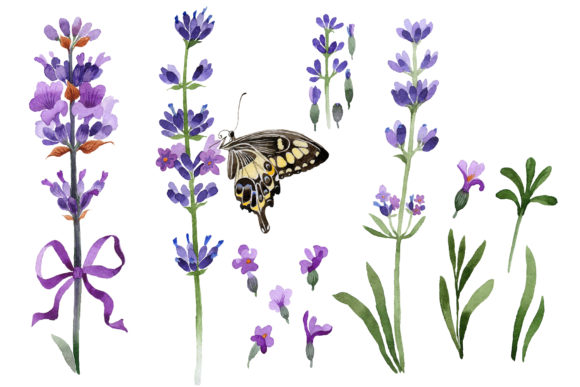 Violet Lavender Watercolor Set Illustrations