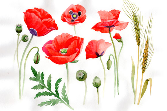 Watercolor Cool Red Poppy Set Illustrations