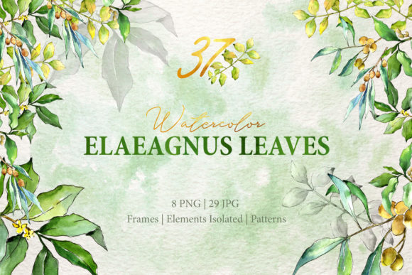 Watercolor Green Leaves Elaeagnus Review