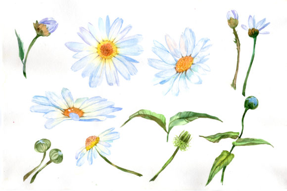 White Daisy Watercolor Flower Set Review