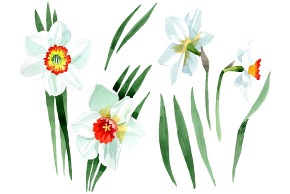 White Narcissus Watercolor: Editorial Illustrations