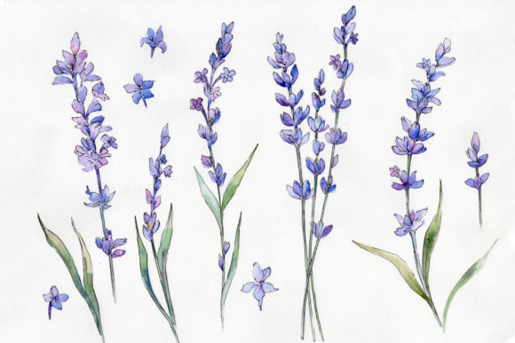 Wild Field Lavender Watercolor Set Illustrations