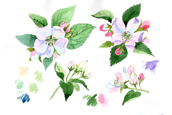 Wildflower Apple Blossom Watercolor Set Illustrations