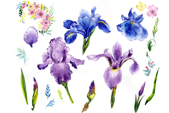 Wildflower Iris Watercolor Illustrations Review