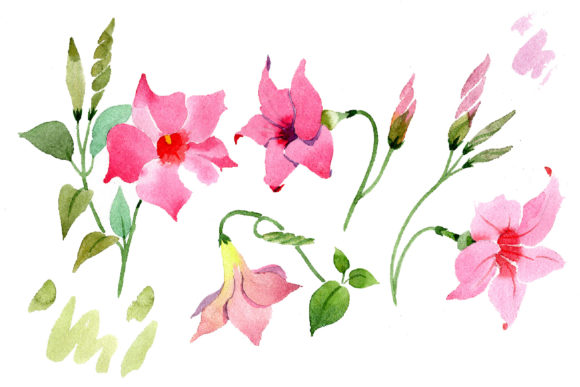 Wildflower Pink Dipladies Watercolor Set Illustrations