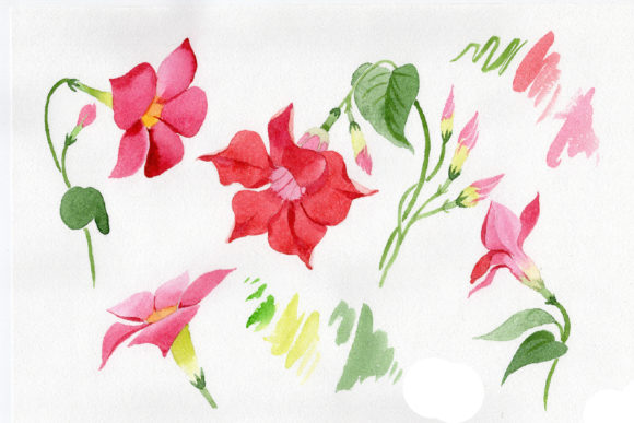 Wildflower Red Dipladies Watercolor Set Illustrations