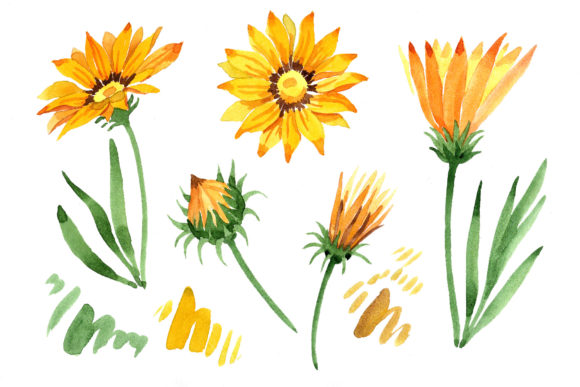 Wildflower Yellow Gazania Watercolor Set Review