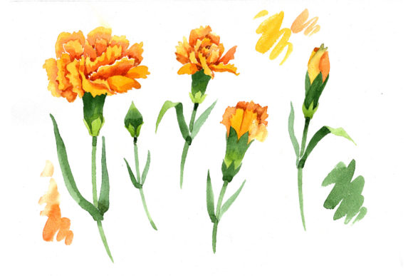 Yellow Dianthus Watercolor Flower Set: Illustrations Review