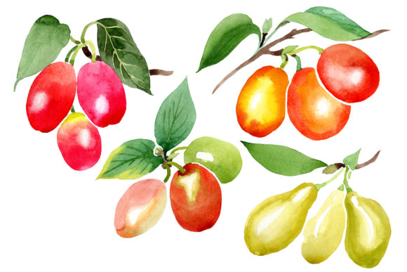 Yellow Dogwood Watercolor Illustrations